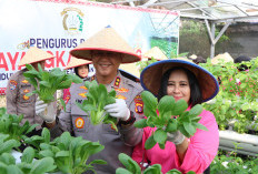 Panen Sayur di Tengah Kota, Wujud Nyata Menanam Harapan Ketahanan Pangan