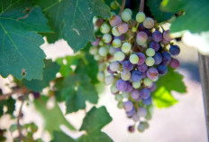 Kejutan, Anggur Jenis Ini Dikirim ke Luar Angkasa, Bakal Jadi Minuman Termahal di Bumi?
