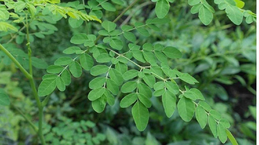 Kreatif, Makan Sedap dengan Aneka Kuliner dari Daun Kelor